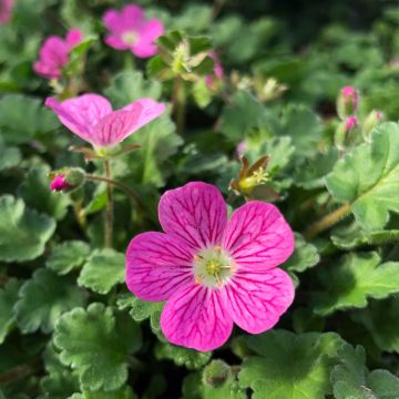 Erodium Bishop's Form - Alfileria