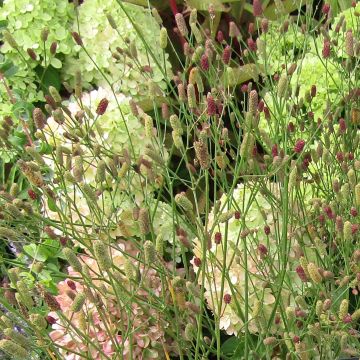 Eryngium ebracteatum var. poterioides - Cardo de monte
