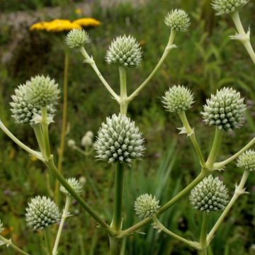Eryngium serra - Cardo serrado