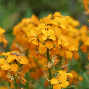 Erysimum allionii Zwerg Mango - Alhelí