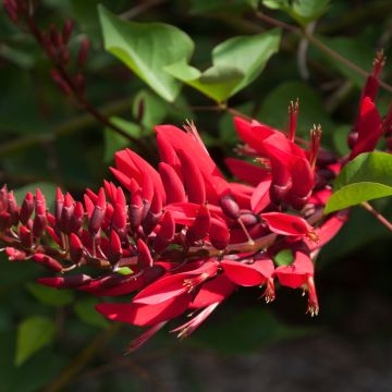 Erythrina bidwillii - Coralito