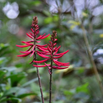 Erythrina Amélie Jeckert - Ceibo
