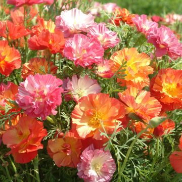 Eschscholzia californica Jelly Beans - Amapola de California