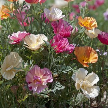 Eschscholzia californica Thai Silk Formula Mixture - Amapola de California
