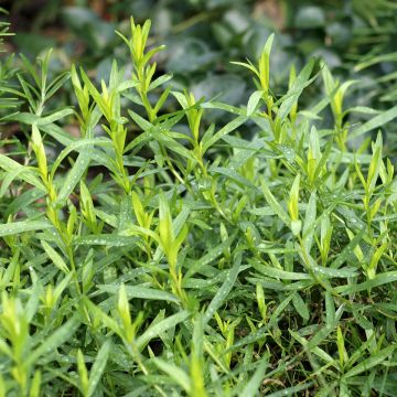 Estragón ruso - Artemisia dracunculoides