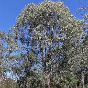 Eucalyptus camphora subsp humeana - Eucalipto de Hume