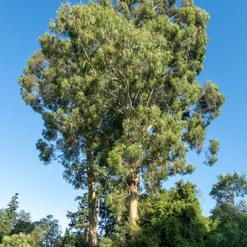 Eucalyptus denticulata - Eucalipto dentado