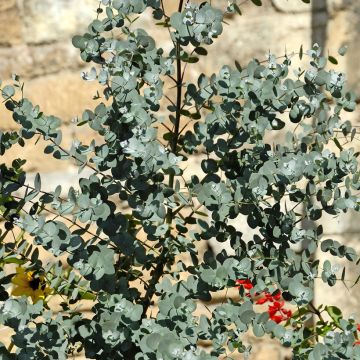Eucalipto de Gunn - Eucalyptus gunnii