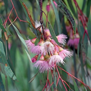 Eucalyptus sideroxylon - Eucalipto de hierro