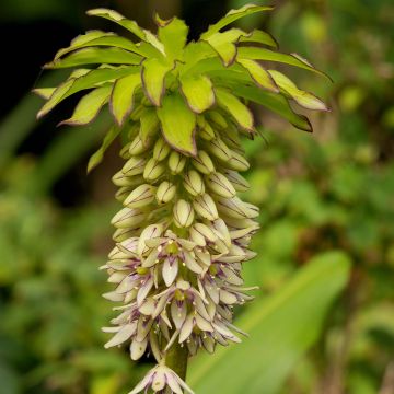 Eucomis bicolor - Pinocho bicolor