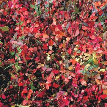 Huso de la fortuna Coloratus- Euonymus fortunei