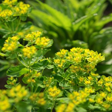 Euphorbia cornigera - Lechetrezna