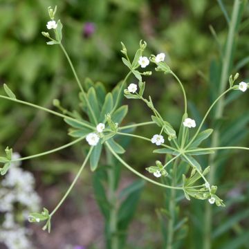 Euphorbia corollata - Lechetrezna