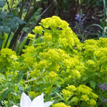 Euphorbia palustris Walenburg's Glory - Lechetrezna de pantano