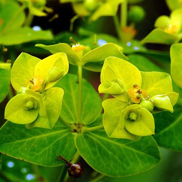 Euphorbia cornigera Goldener Turm - Lechetrezna