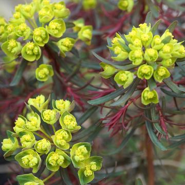 Euphorbia cyparissias Fens Ruby - Euforbia ciprés