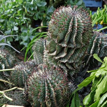 Euphorbia horrida Alba - Euphorbe