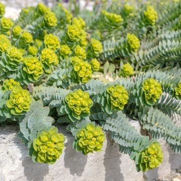 Euphorbia myrsinites - Euforbia de hoja de mirto