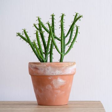 Euphorbia tirucalli