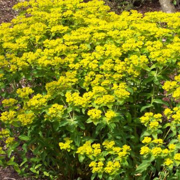 Euphorbia wallichii - Lechetrezna
