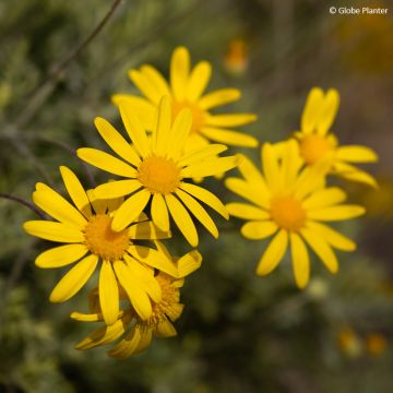 Euryops Infinity - Margarita de la sabana