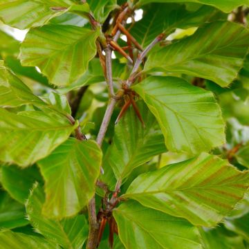 Haya común Callista - Fagus sylvatica