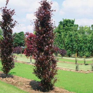 Haya común Dawyck Purple - Fagus sylvatica