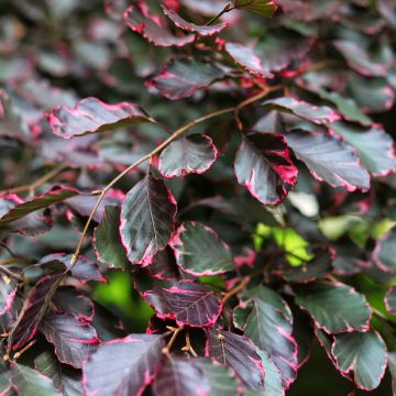 Haya común Two Color Weeping - Fagus sylvatica