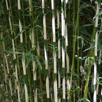 Fargesia robusta Pingwu - Bambú no invasivo