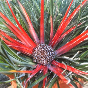 Fascicularia bicolor - Chupalla