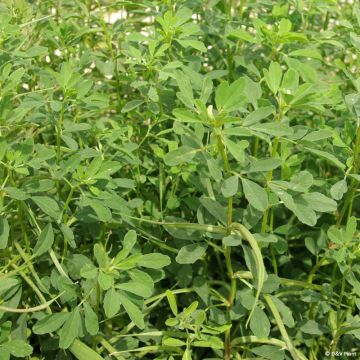 Alholva - Trigonella foenum-graecum