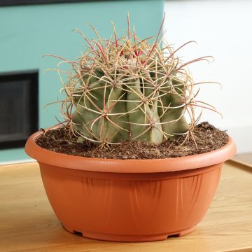 Ferocactus emoryi - Ferocacto rojo