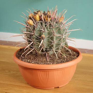 Ferocactus gracilis subsp. coloratus - Ferocacto