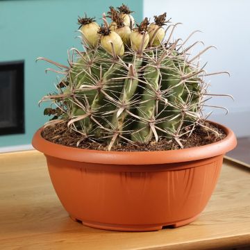 Ferocactus horridus - Ferocacto