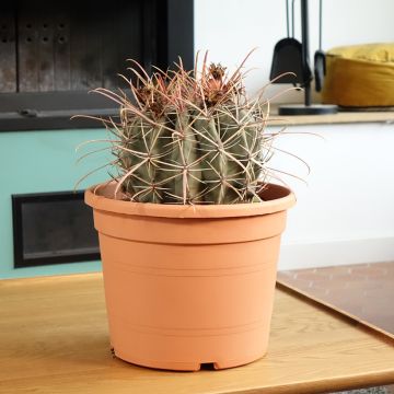 Ferocactus rectispinus - Ferocacto