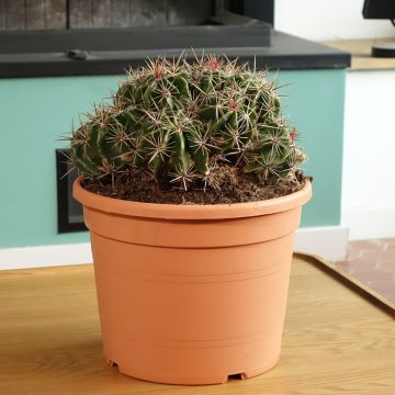 Ferocactus robustus - Ferocacto