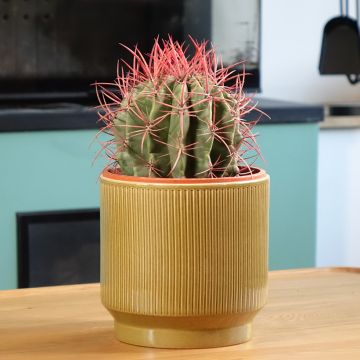 Ferocactus stainesii - Ferocacto