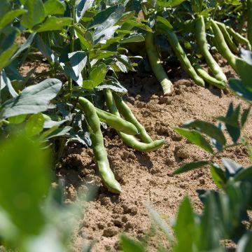 Vicia faba Aguadulce - Fève des marais, Fèverole, Fève des potagers