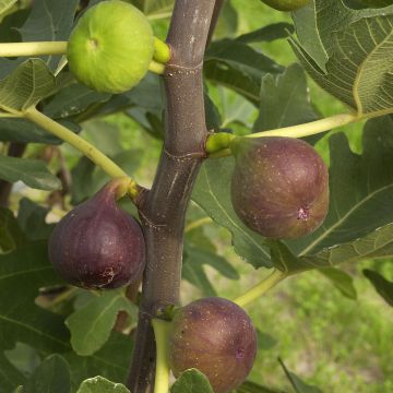 Higuera Rouge de Bordeaux Bio - Higuera roja