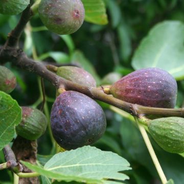 Higuera Violette de Sollies
