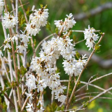 Abeliophyllum distichum - Forsitia blanca