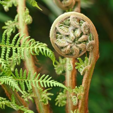 Dicksonia antarctica - Helecho arborescente