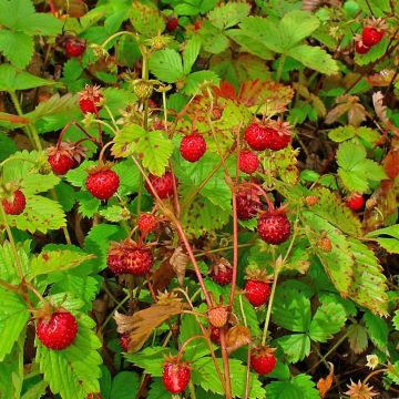 Fresa salvaje - Fragaria vesca