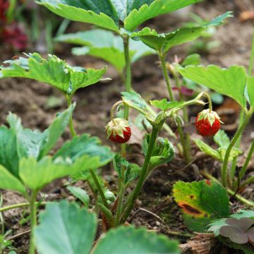 Frutilla chilena - Fragaria chiloensis