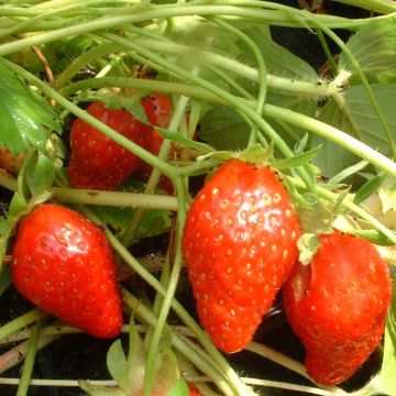 Fresa Ciflorette Bio