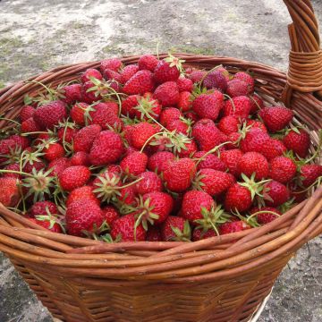 Fresa Ostara
