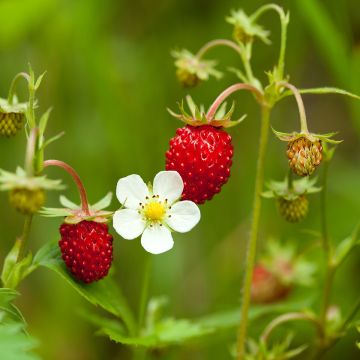 Fresa de las 4 estaciones - Fragaria vesca