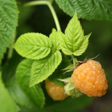 Rubus idaeus Twotimer Sugana Yellow - Raspberry, European Raspberry