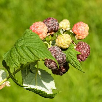 Rubus idaeus Violette - Raspberry