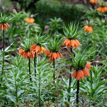 Fritillaire imperialis Sunset - Corona imperial